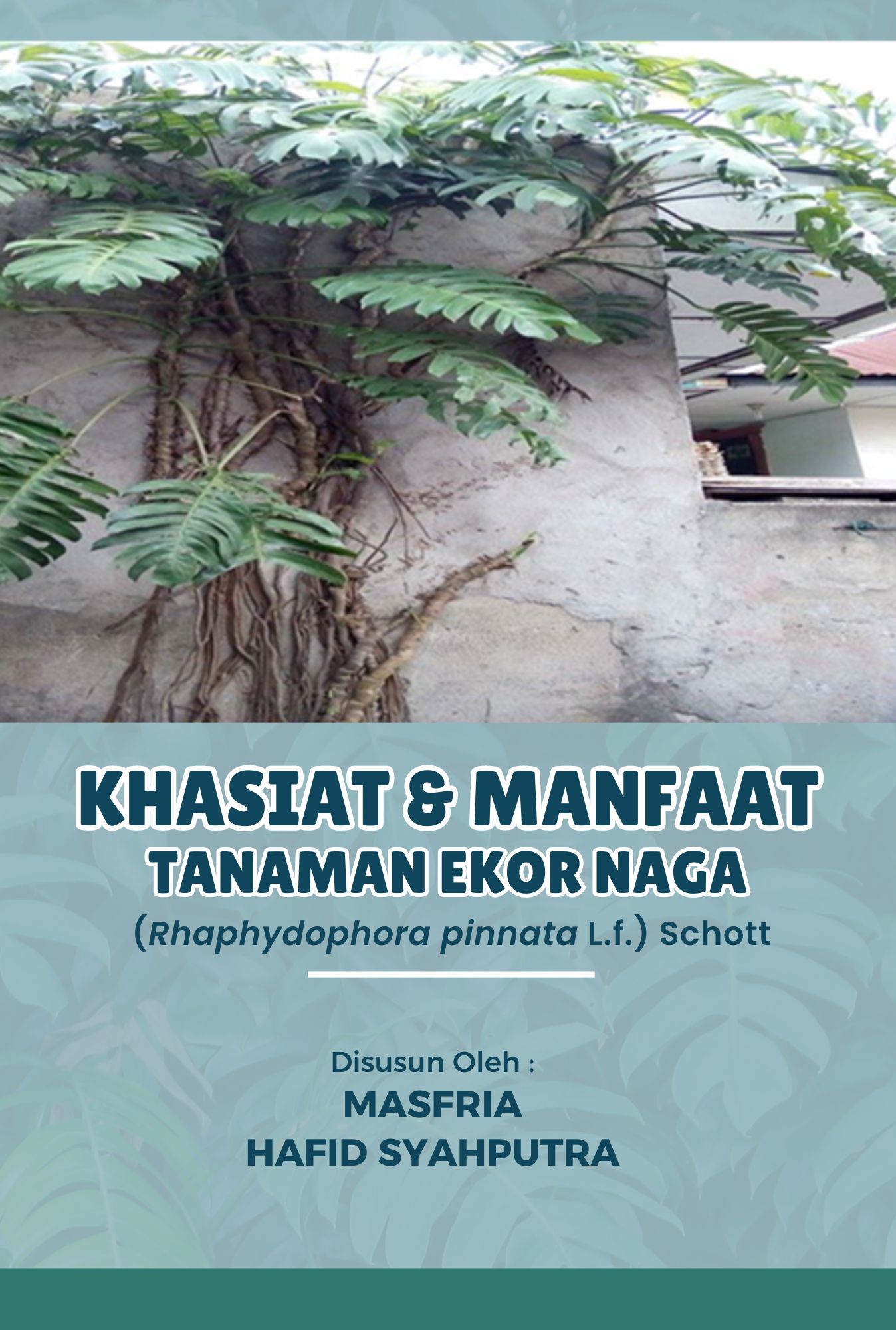 KHASIAT & MANFAAT TANAMAN EKOR NAGA (Rhaphydophora pinnata L.f.) Schott